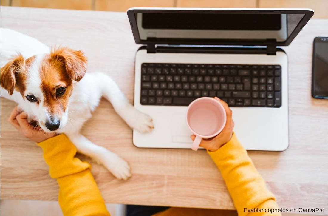 Hundetraining Online