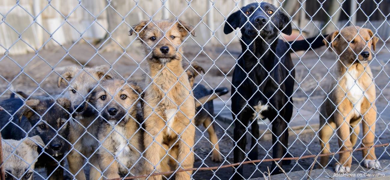 Hundewelpen kaufen Hundewelpen kaufen