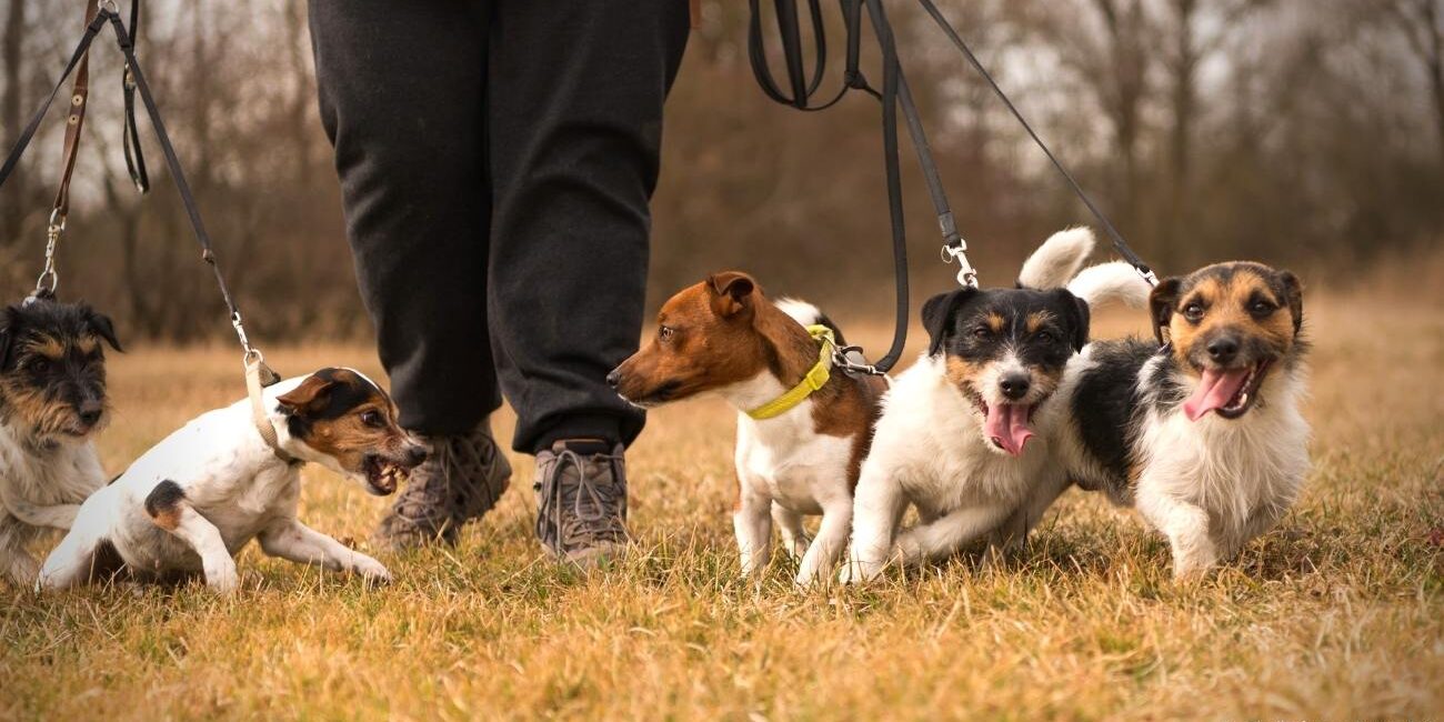 Jack Russel Terrier bei der Arbeit Jagdgebrauchshunde Familienhund