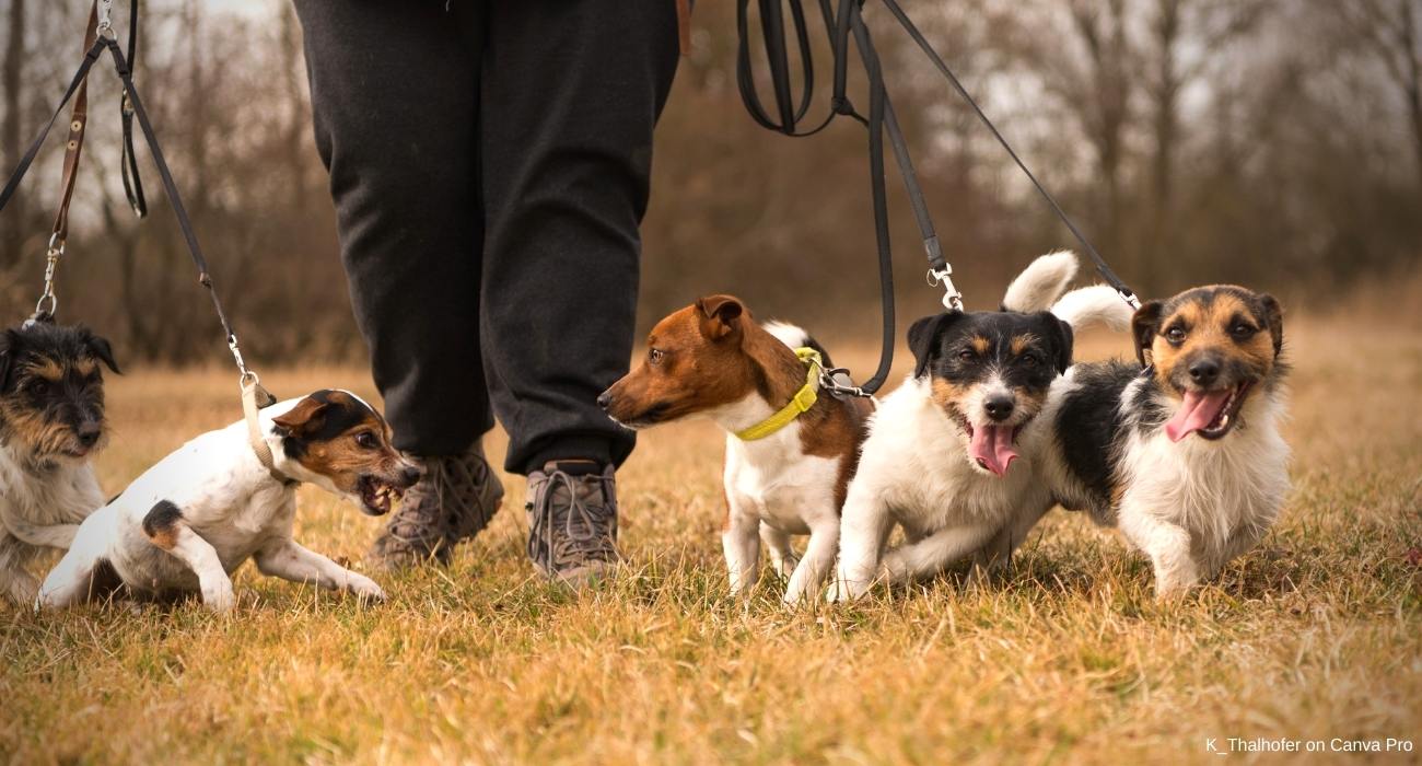 Jagdgebrauchshunde Familienhund