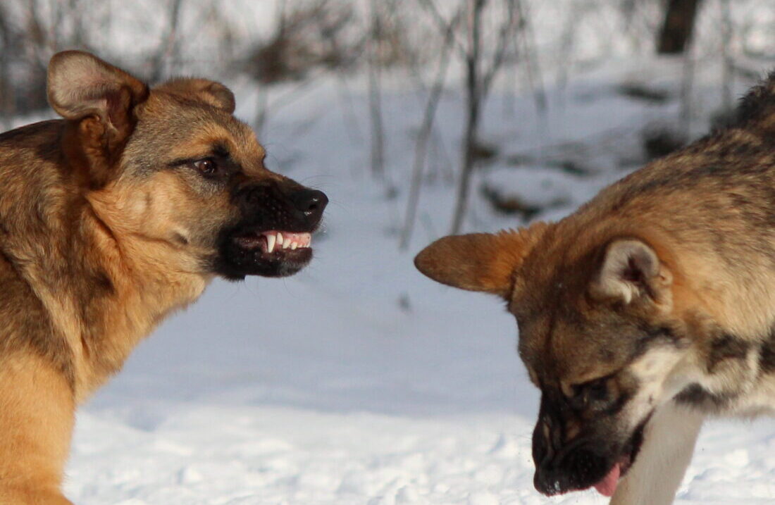 Hund knurrt andere Hunde an