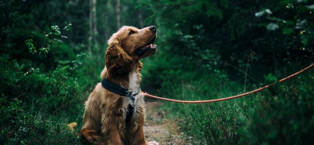 Die Online Hundeschule