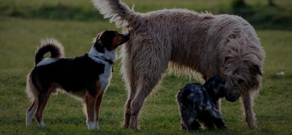 Hundebegegnung