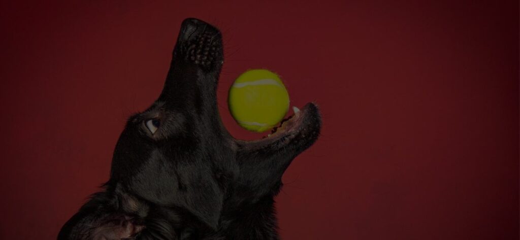 Ballspielen Hund