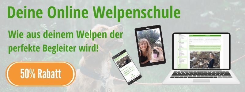 50% Rabatt auf deine Online Welpenschule