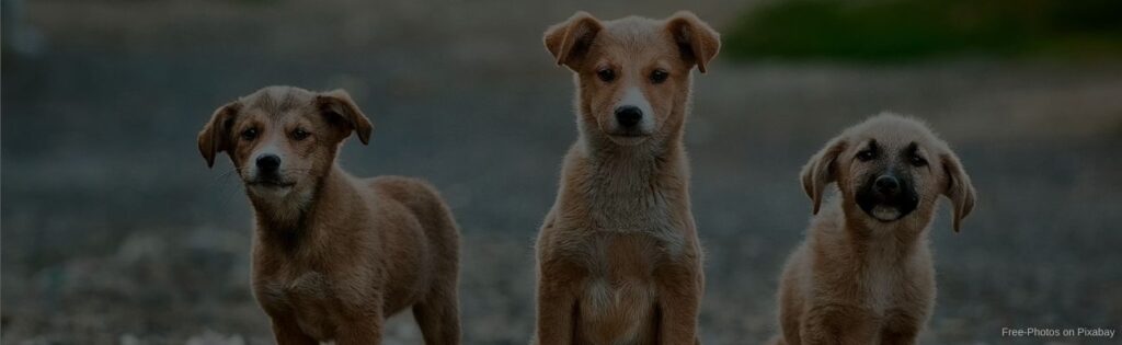 Tierheim Hundewelpen