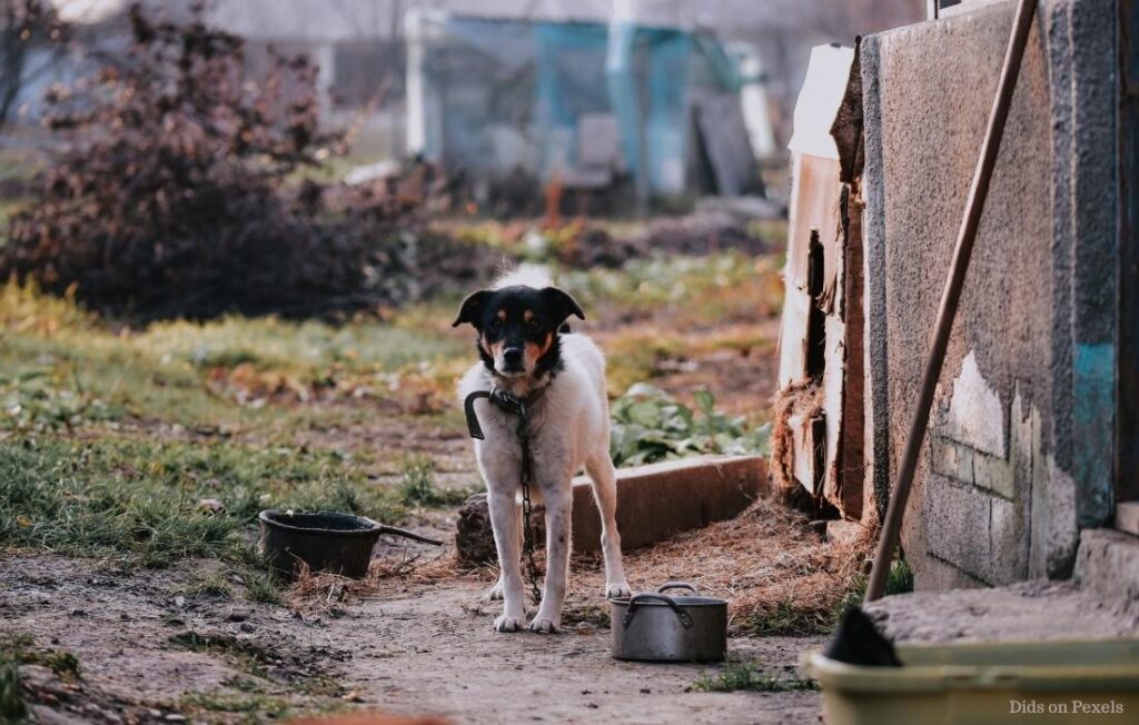 Hund stubenrein bekommen